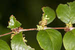 Coralberry